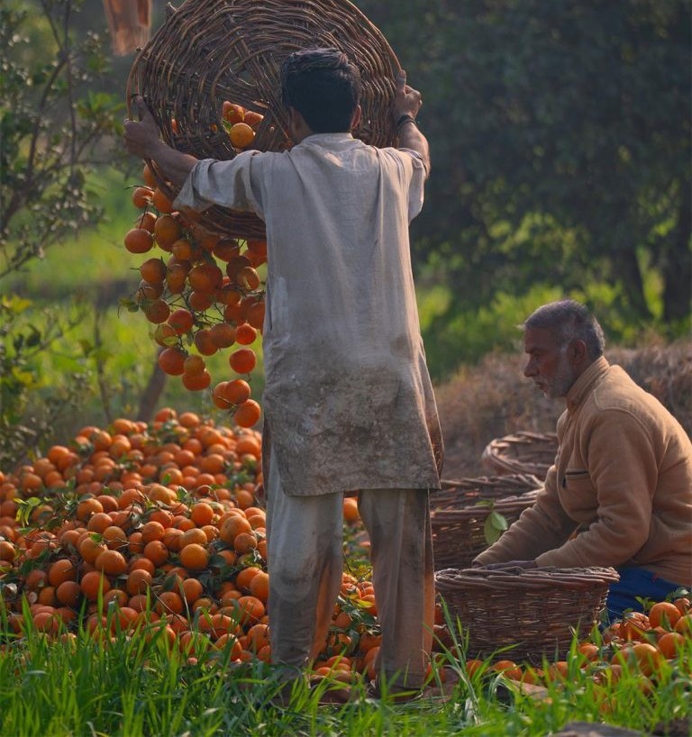 Hand-picked Kinnow being emptied into the field pile